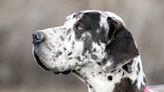 Great Dane Devours Entire Birthday Cake in Hilarious Act of Impatience