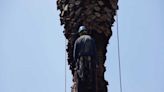 Removerán 155 palmeras muertas en la alcaldía Benito Juárez en CDMX; las reemplazarán con otros árboles