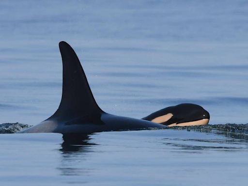 Is B.C.’s precarious resident orca population swimming a path to extinction?