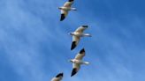 Snow geese make migratory appearance along North Carolina coast