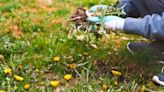 3 weeds you should never compost, according to experts