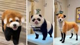 This Dog Groomer Turns Pets Into Zoo Animals, And His Designs Are Going Viral For All The Right Reasons