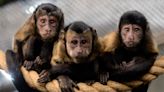 California Monkey Suspected of Calling 911, Sending Deputies to Investigate Zoo