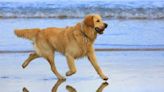 Dog Helps Rescue Golden Retriever Struggling in UK Harbor
