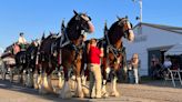 Budweiser Clydesdale horses to join Grand Haven Coast Guard Festival parade