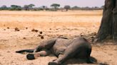 Dozens of elephants mysteriously dropped dead in Zimbabwe. Now, researchers know why