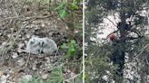 Arizona wildlife officers rescue owlets that fell 40 feet from nest