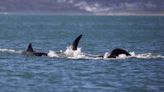 A lone orca killed a great white in less than two minutes. Scientists say it could signal an ecological shift