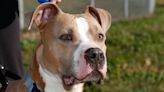 Pit bull attacks prompt renewed debate: Are certain breeds dangerous, or just certain dogs?