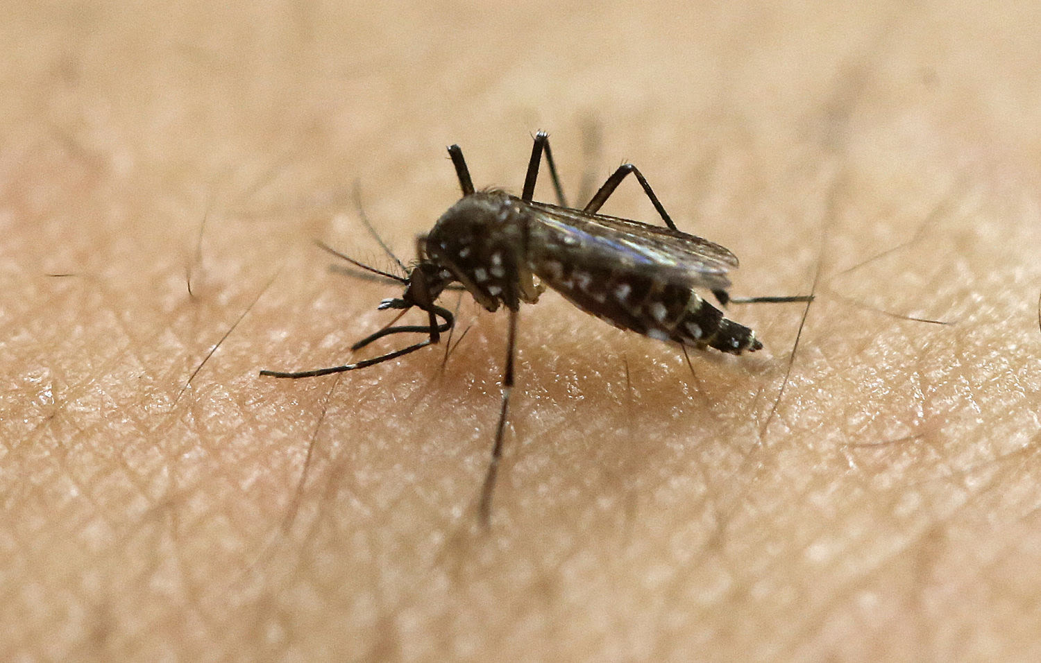 CDC issues dengue fever alert in the U.S.