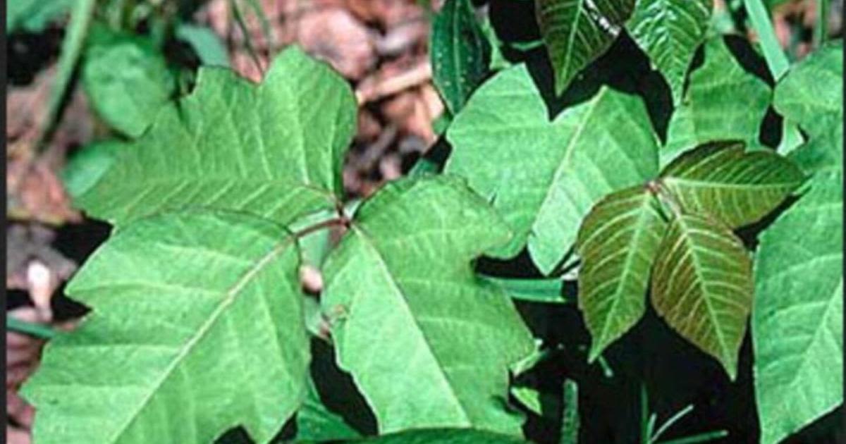 What to know about poison ivy before clearing your landscape: Dan Gill explains