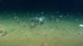 New research sheds lights on the huge carbon store in Canada’s seabed