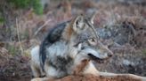 Gray wolves, the U.P.’s most controversial animal