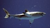Beach weather is here and so are sharks. Scientists say it’s time to look out for great whites | News, Sports, Jobs - Maui News