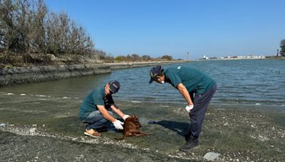 臺南市動物救援全年無休 專線不漏接 | 蕃新聞