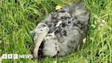 East Barkwith runaway rhea found safe and well after drone search