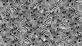 Brain teaser: Can you find the hidden piano among zebras in 8 seconds?