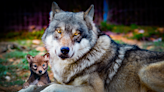 La increíble historia del niño de Sierra Morena que fue criado por lobos: "Solo sentía miedo cuando no escuchaba animales"