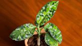 How to Grow and Care for Aglaonema Pictum Tricolor