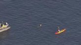 A woman is swimming from the Bay Bridge to Baltimore's Inner Harbor. Here's why