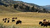 Yellowstone Tourist Injured And Arrested After Allegedly Kicking Bison