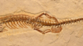 In Pics: Did Snakes Once Have Legs? Fossil Discovery Suggests….