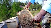 Hombre que conduce con colmena de abejas en su coche causa sensación