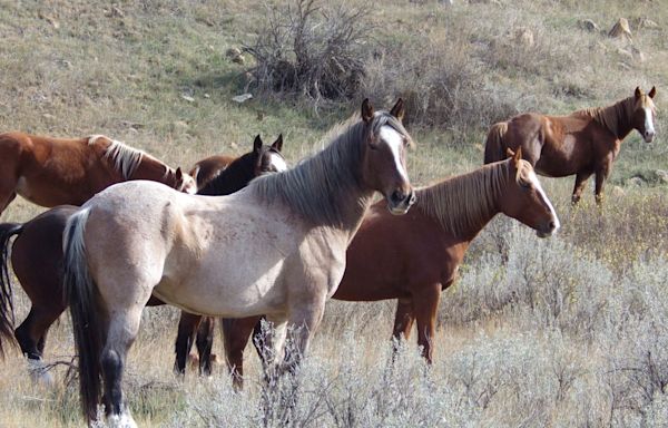 Wild horses to remain in North Dakota's Theodore Roosevelt National Park, lawmaker says