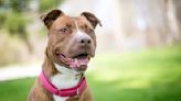 Rescued Pit Bull ‘Rates’ All of Her New Experiences and It’s So Fun to Watch