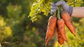 Everything you need to know about growing your own carrots