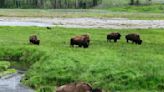 Bison are sacred to Native Americans − but each tribe has its own special relationship to them