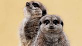 5 Philadelphia Zoo Meerkats Die from Accidental Poisoning Suspected to Be Linked to Dye at Zoo