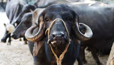 Herd Of Buffaloes Help In Arrest Of 2 Thieves In Delhi, Here's What Happened