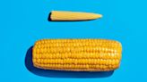 Gene discovery could lead to resilient 'pixie' corn
