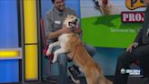 Pet Project: Travis Barker looking for an owner to have a social life with