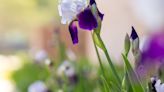 What's the history behind the purple and white Tarleton State University Iris?