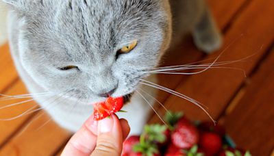 Can Cats Eat Strawberries? How to Safely Share This Summer Berry