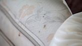 Bed bug season is here. How to identify risks and avoid an infestation