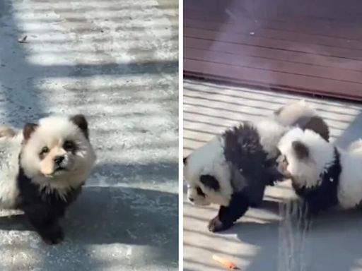 Video indignante: fueron a ver pandas al Zoo pero se encontraron con perros pintados de blanco y negro | Por las redes
