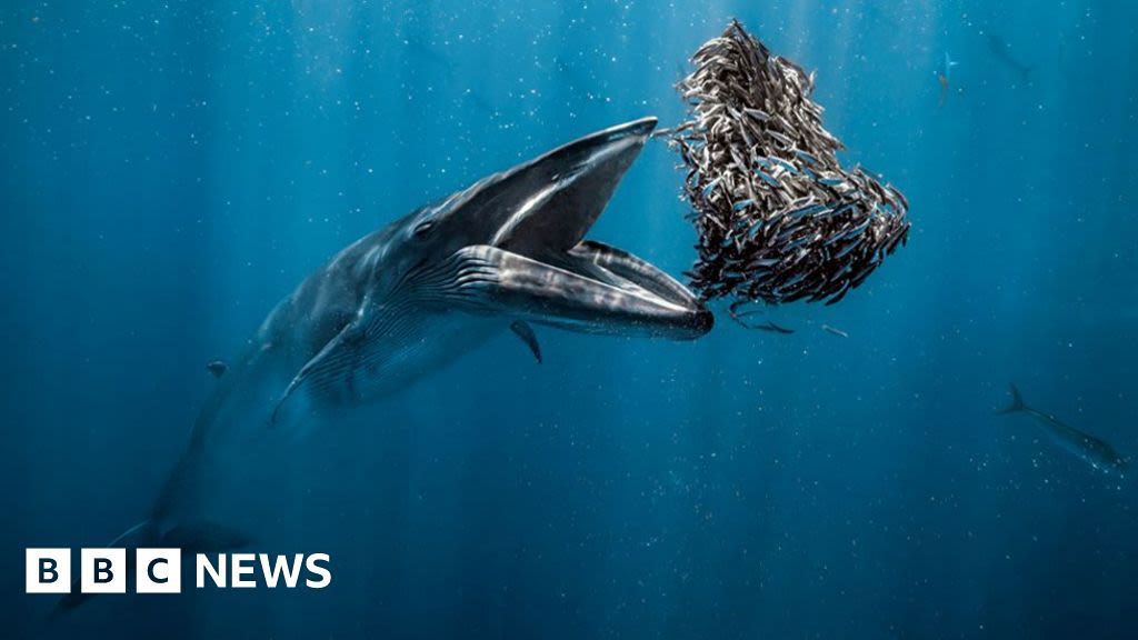 Whale feeding wins Ocean Photographer of the year award