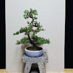 日本珍珠柏，中小品盆栽。
