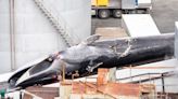 Whales ‘die in agony’ as Icelandic grenade harpoons skewer them but fail to explode