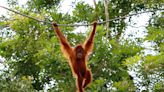 Scientists decode orangutan communication using machine learning