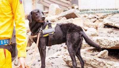 毛英雄再建功! 竹市搜救犬Clay尋獲走失老婦 | 蕃新聞