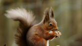 Leprous squirrels spread disease in medieval England, study finds