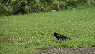 Red-winged blackbirds are in nesting season