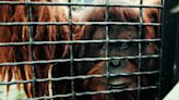 《獸刑》讓動物「發聲」 楊力州最殘酷新作