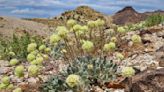 US advances review of Nevada lithium mine amid concerns over endangered wildflower