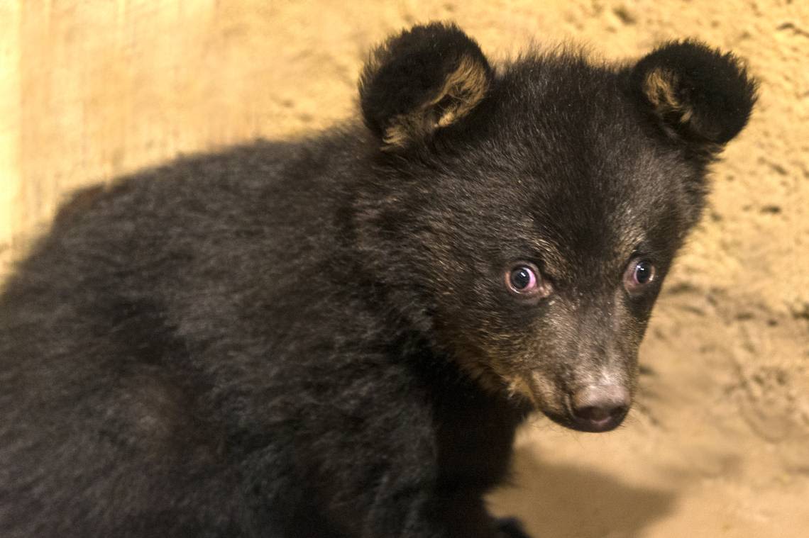 Group yanks bear cubs from tree for photos, NC video shows. Why won’t they be charged?