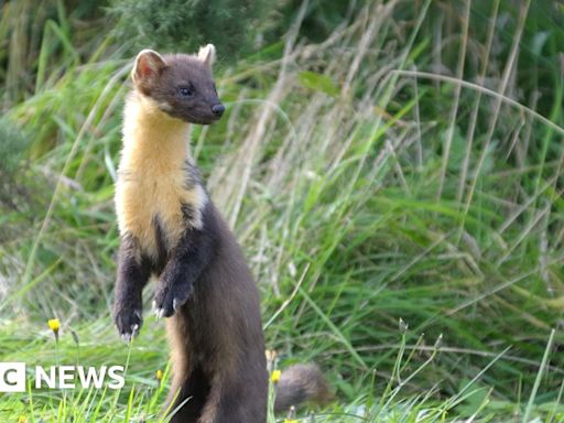 Pine martens released to reintroduce the species to Devon